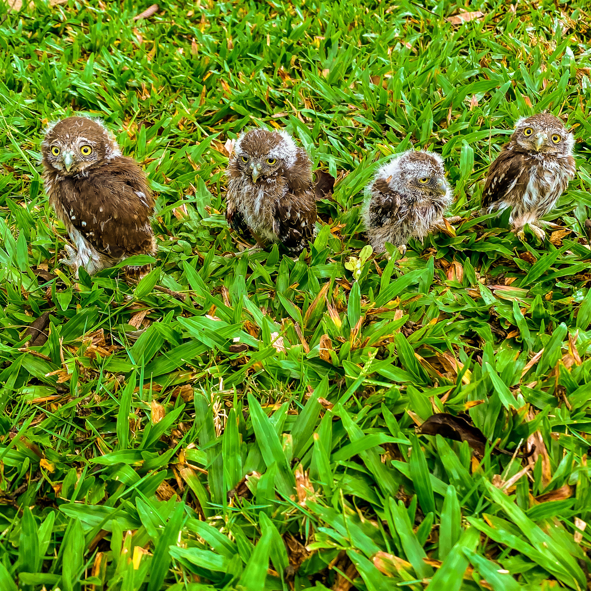 Chaa-Creek-Owl-Hatching-May-2021-Benjamin-4
