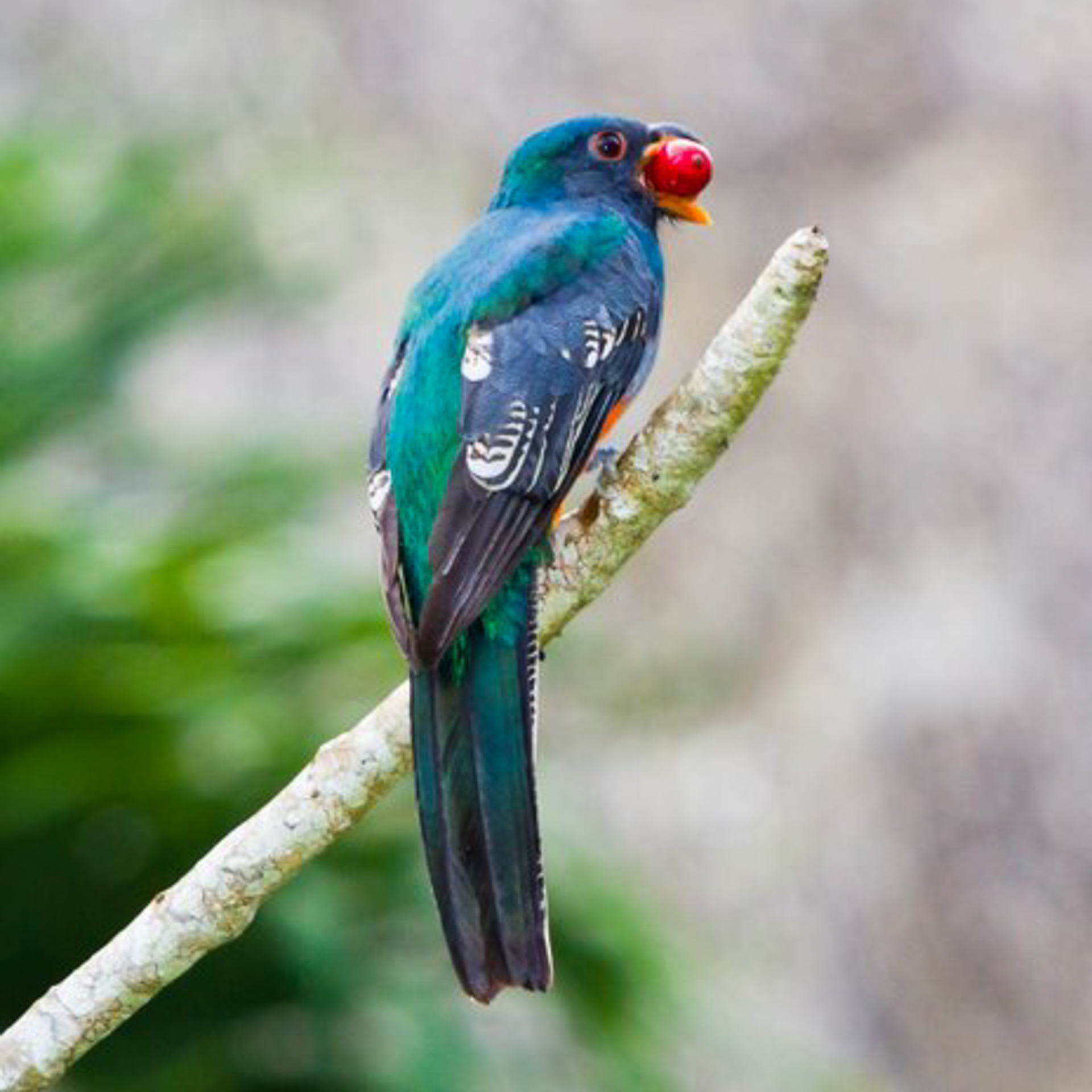 Belize Birds Chaa Creek