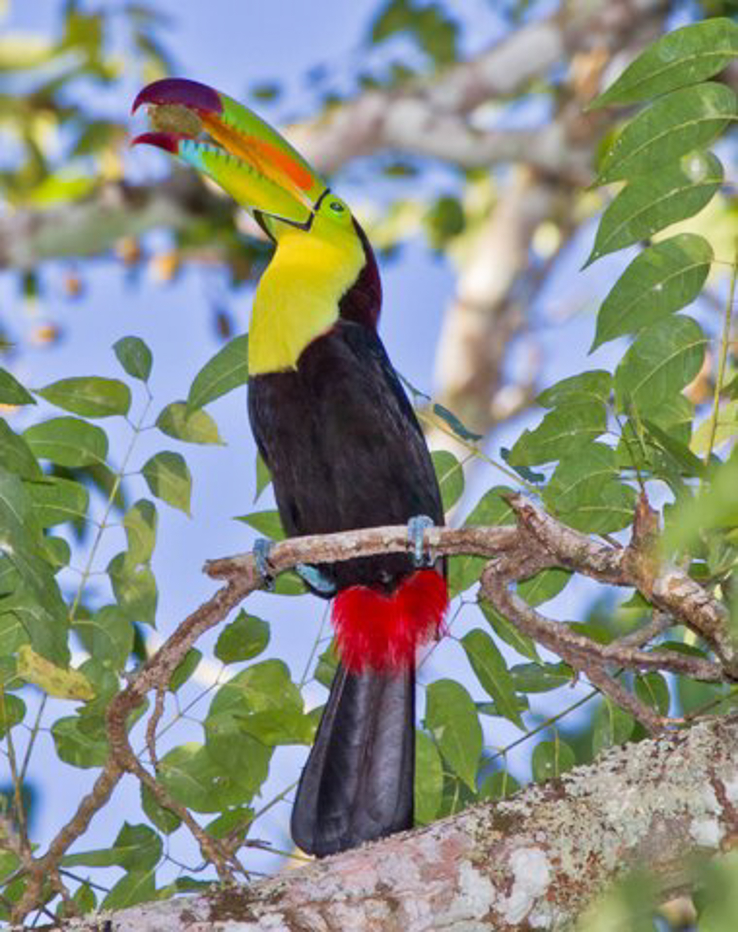 Keel-billed toucan, the national bird of Belize, perched on a rainforest branch at The Lodge at Chaa Creek.