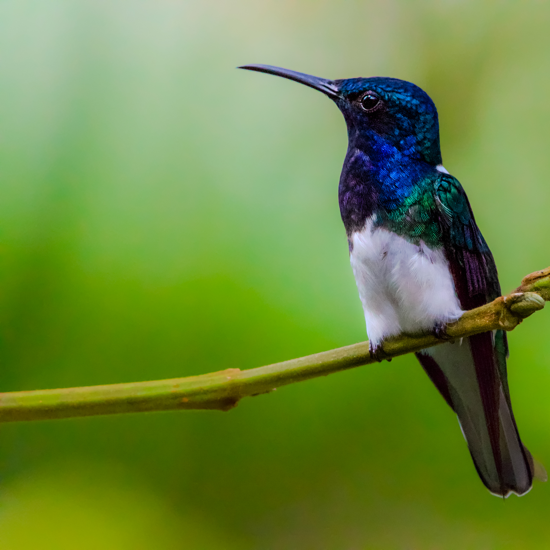Belize Birds Chaa Creek