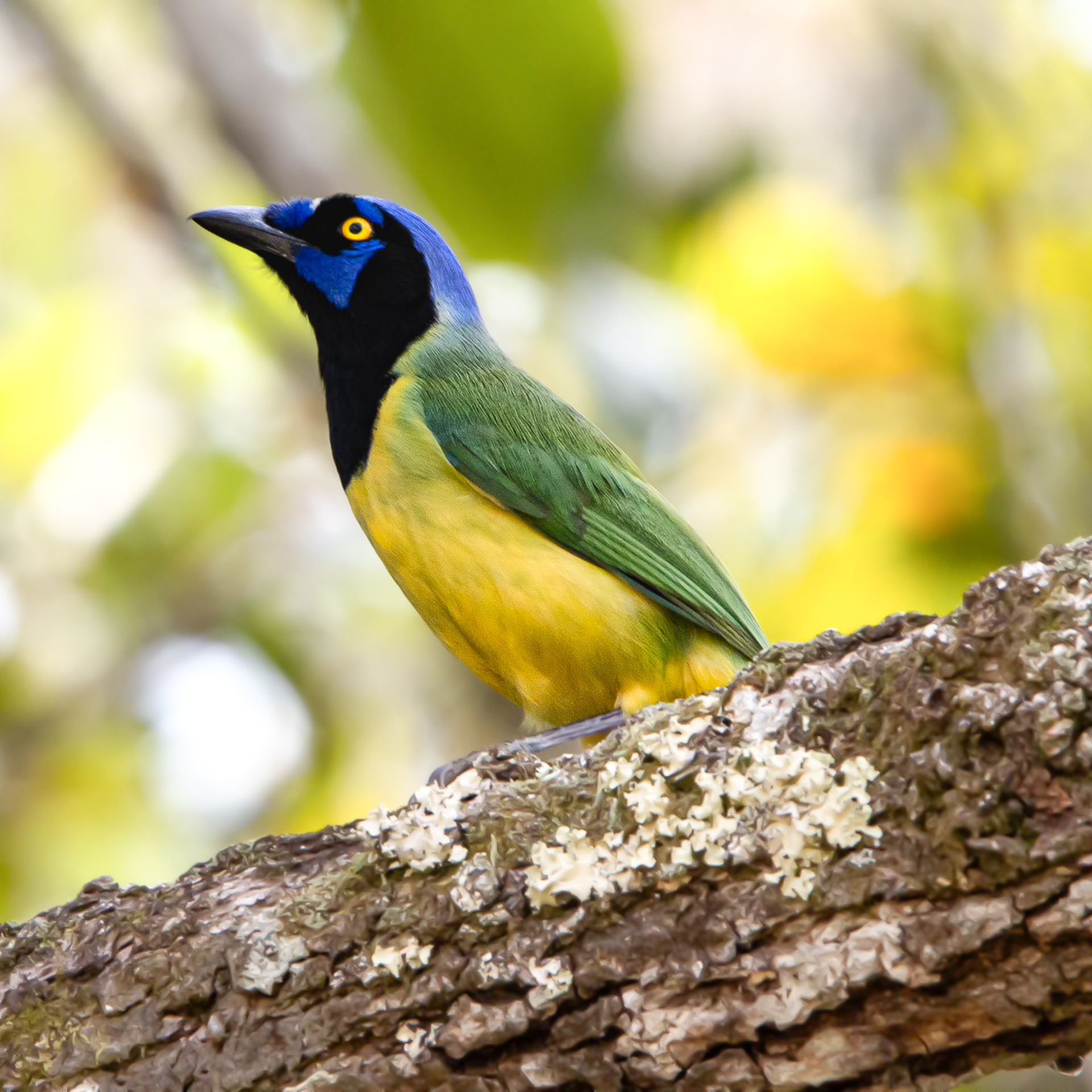 Belize Birds Chaa Creek