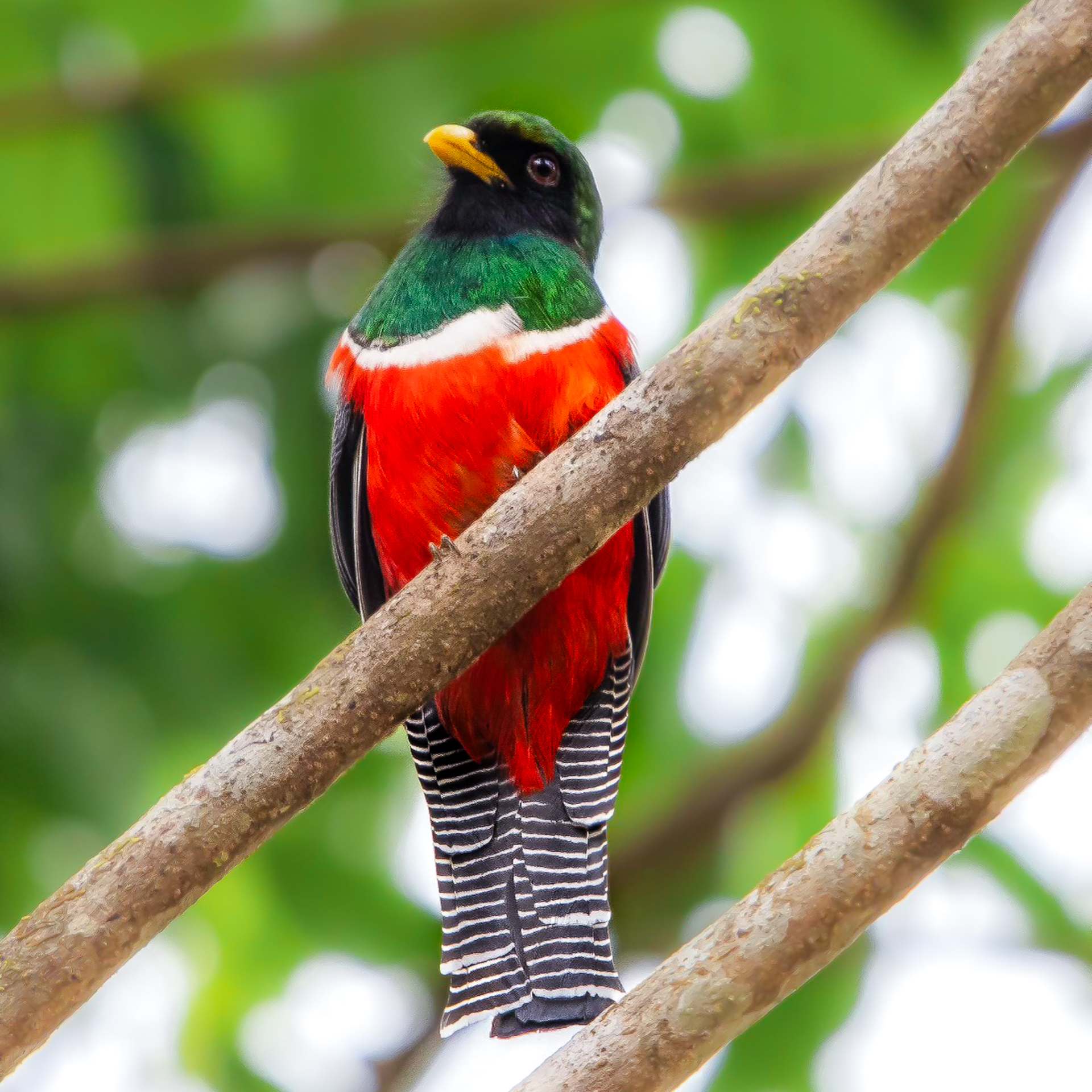 Belize Birds Chaa Creek
