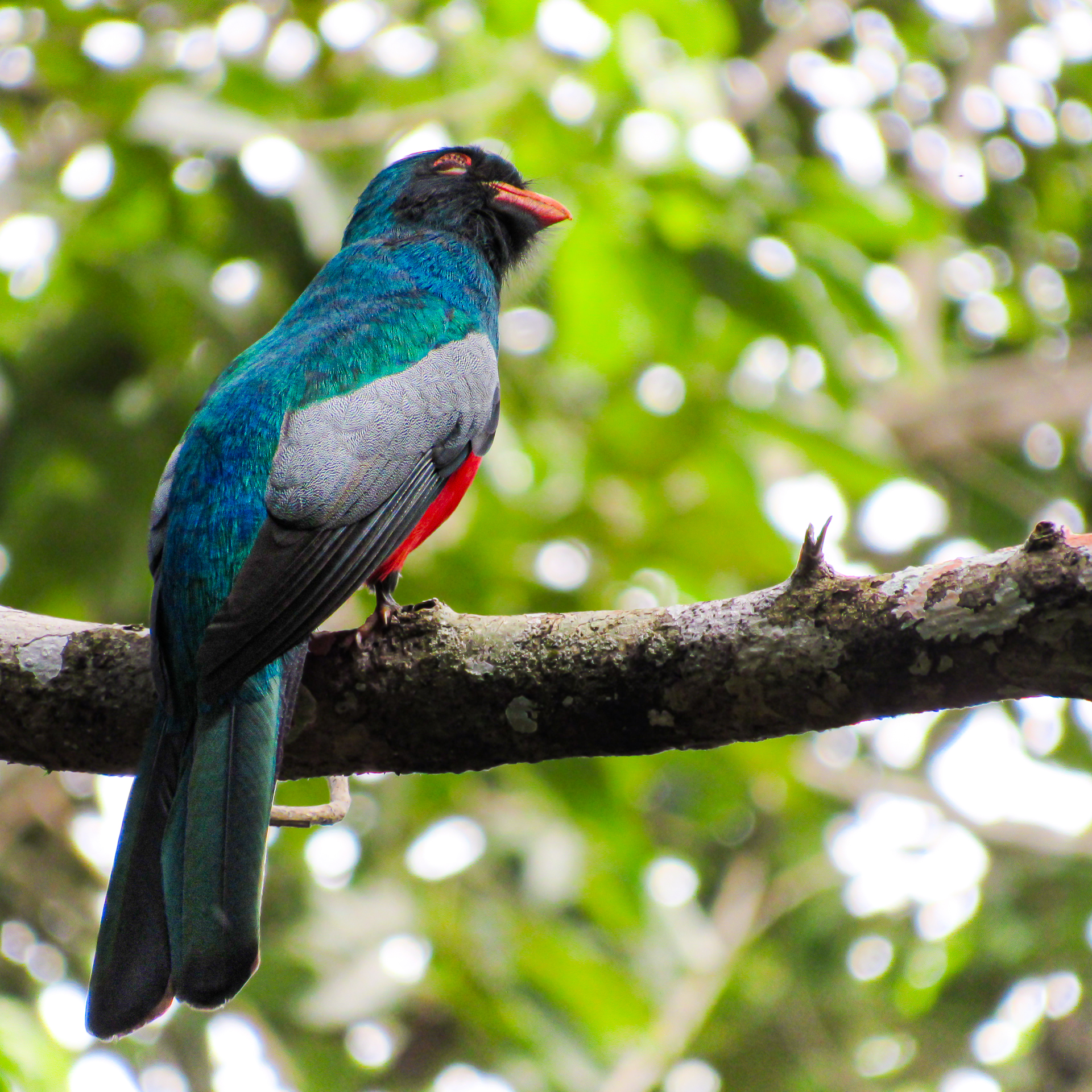 Belize Birds Chaa Creek
