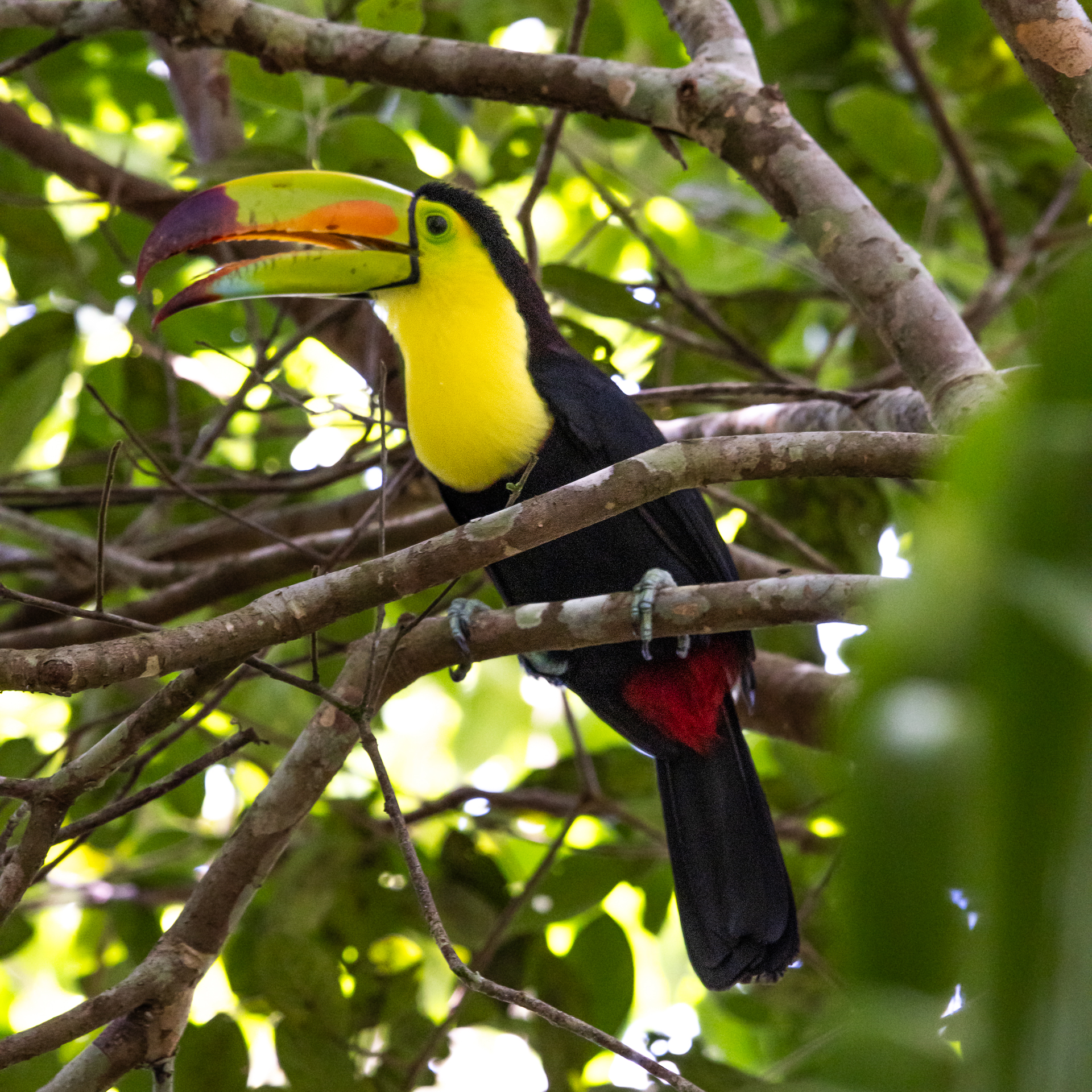 Belize Birds Chaa Creek