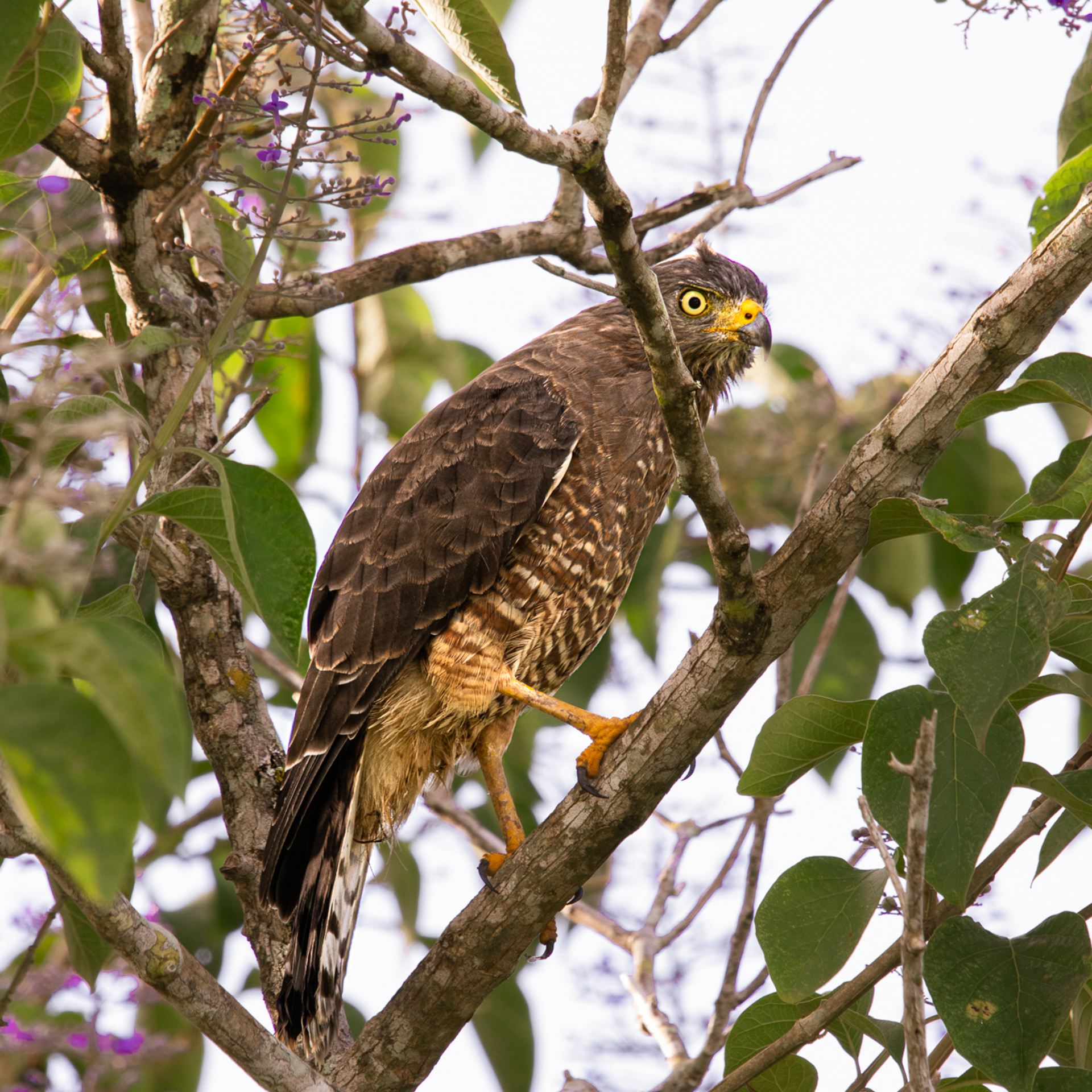 Belize Birds Chaa Creek