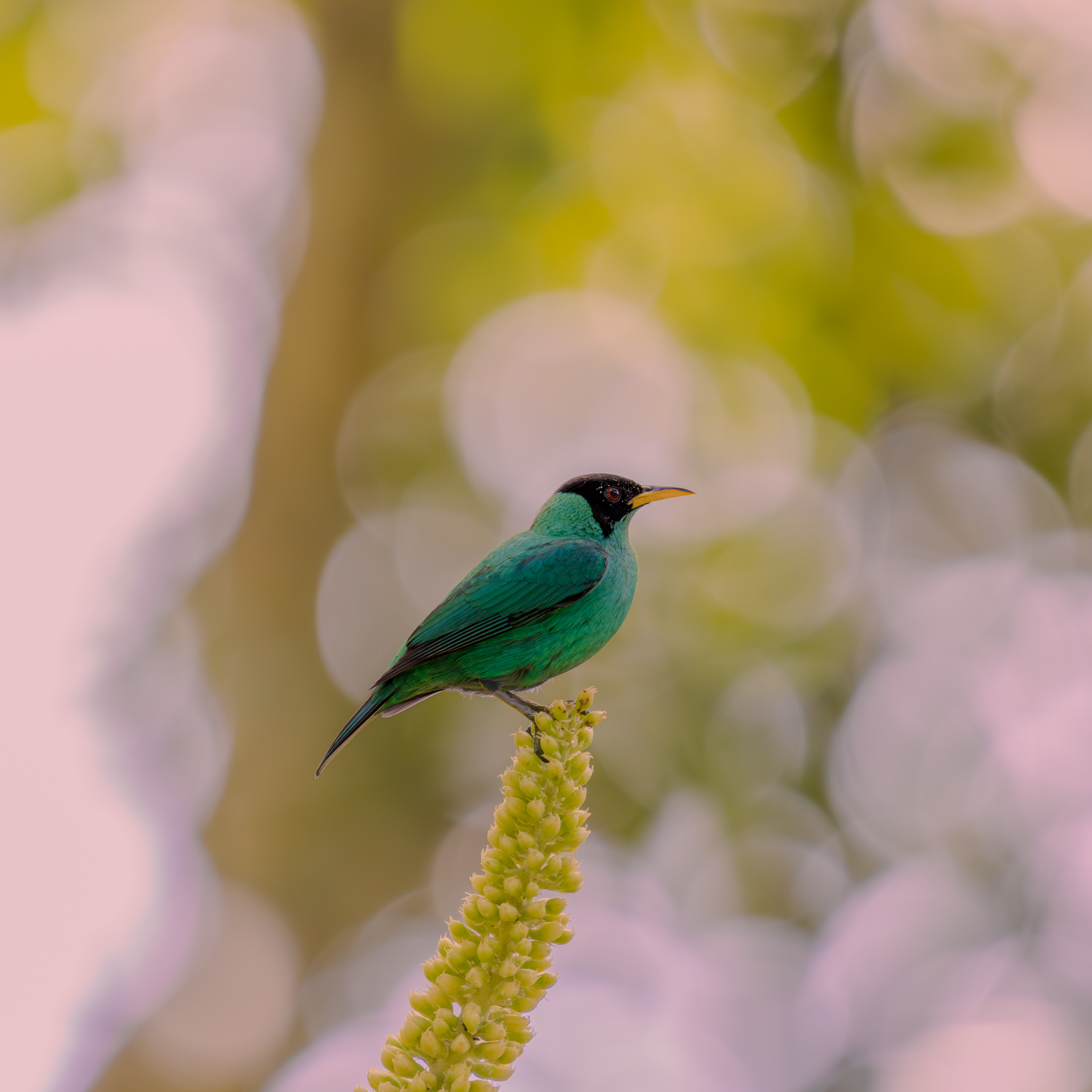 Belize Birds Chaa Creek