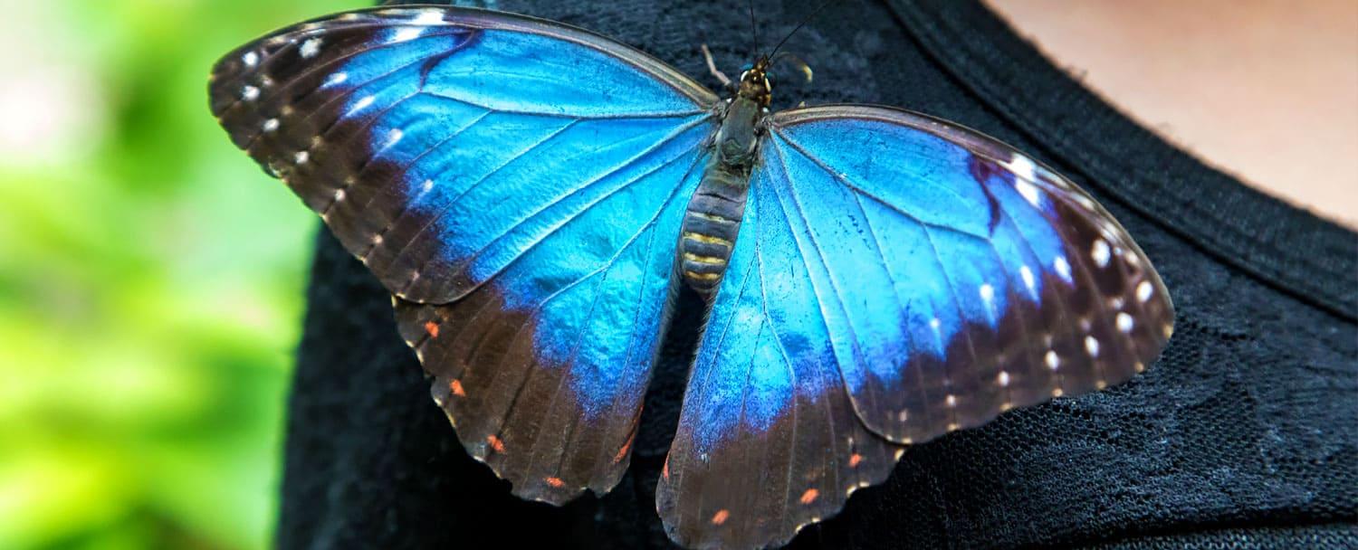 belize-blue-morpho-farm-chaa-creek-on-shirt-web