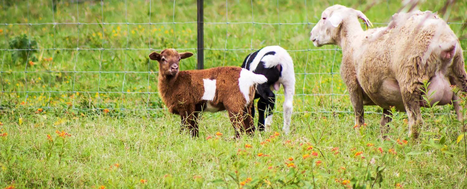 belize_maya_organic_farm_chaa_creek_sheep