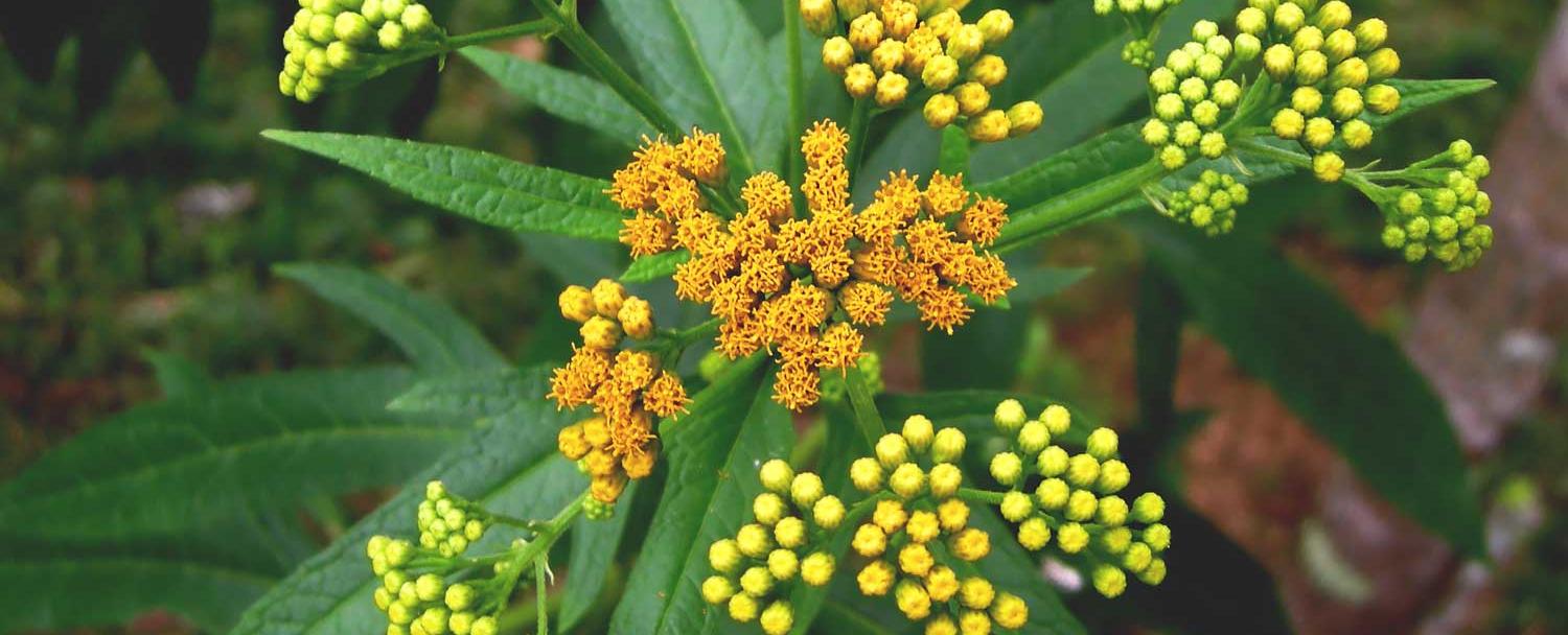 belize_medicinal_plants_chaa_creek_2