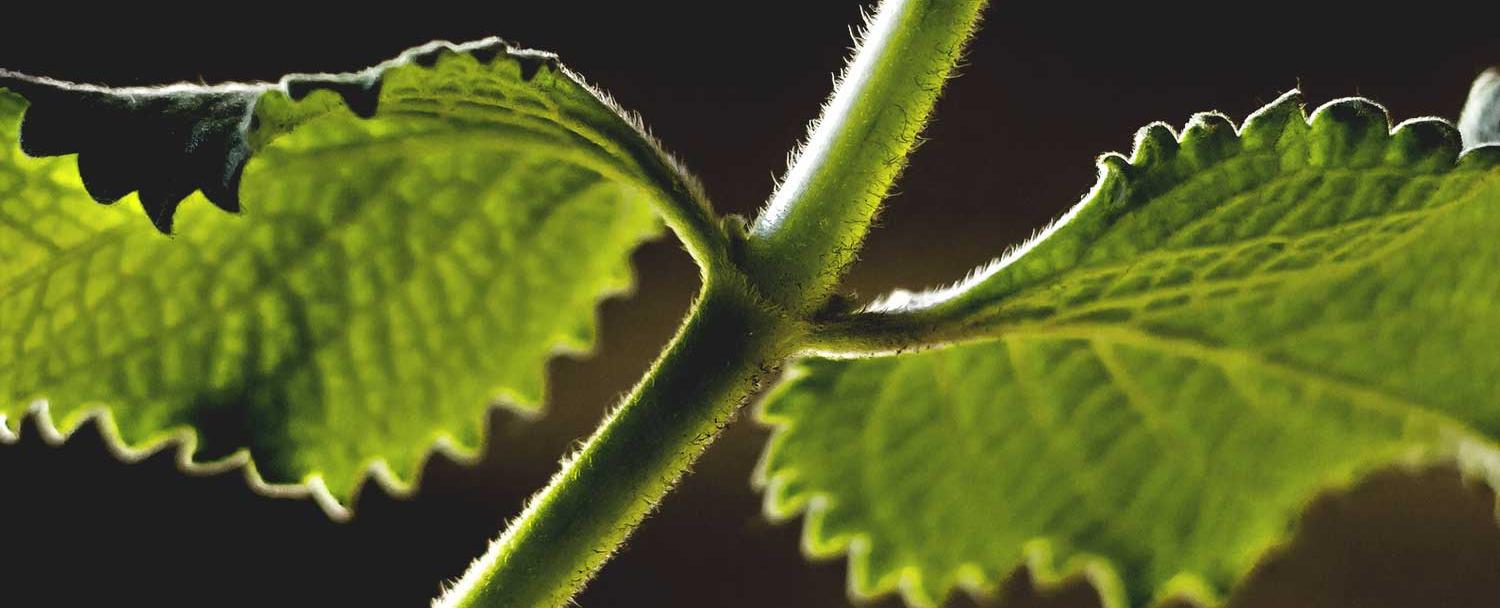 belize_medicinal_plants_chaa_creek_3