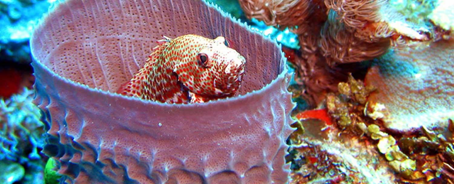 belize_snorkeling_scuba_diving_tour_chaa_creek_barrier_reef