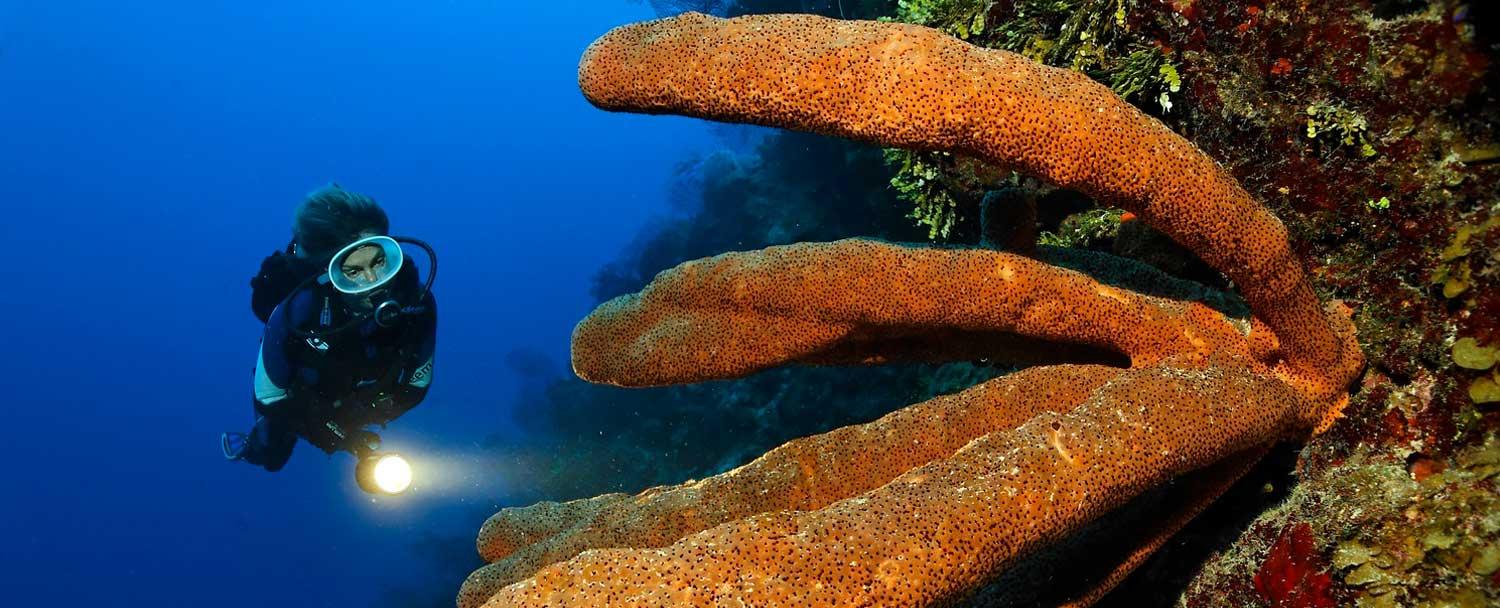 belize_snorkeling_tours_chaa_creek_diving