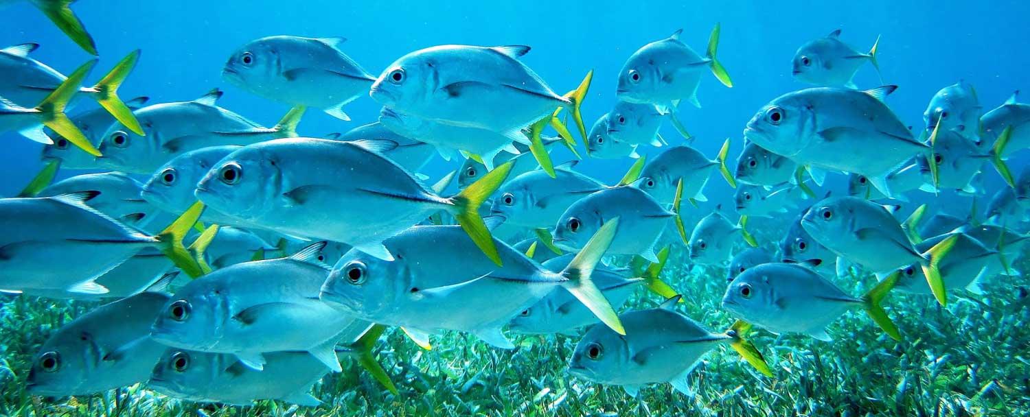 belize_snorkeling_tours_chaa_creek_school_fish