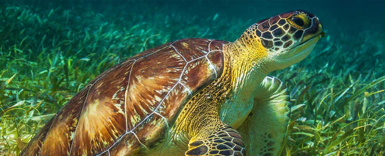 belize_snorkeling_tours_chaa_creek_turtle