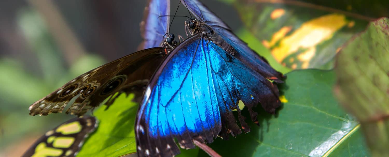 blue-morpho-butterfly-belize-mating-web