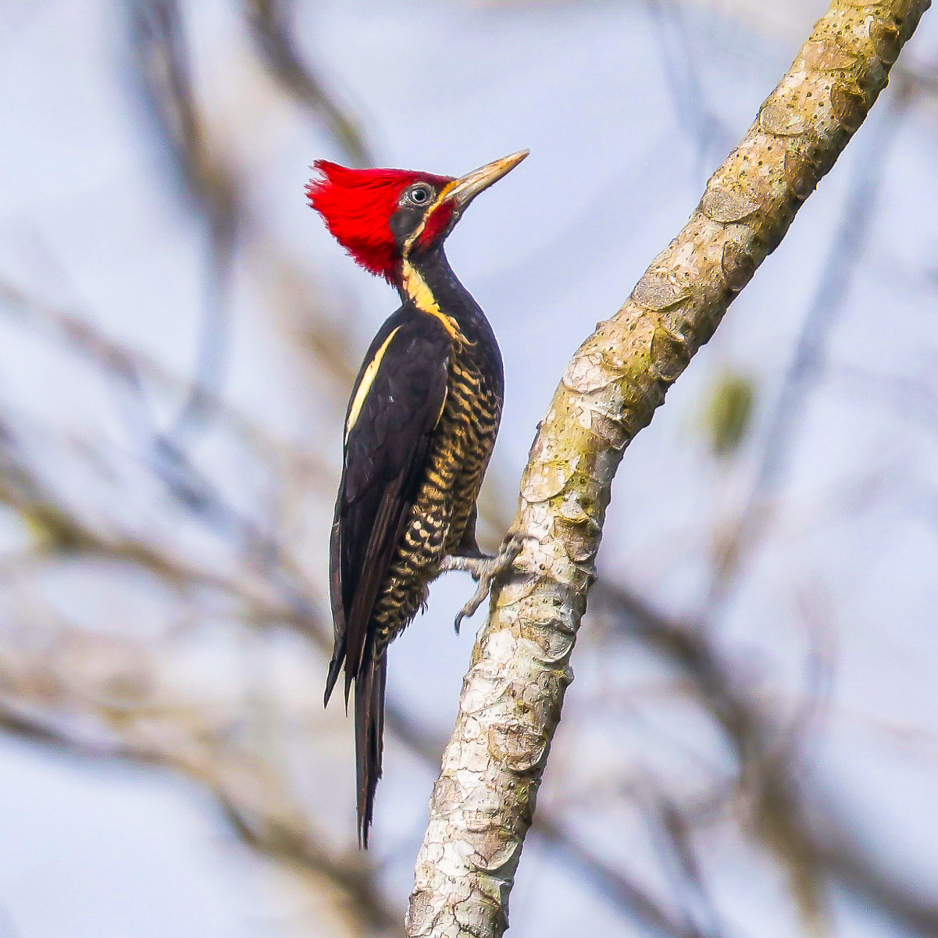Belize Birds Chaa Creek
