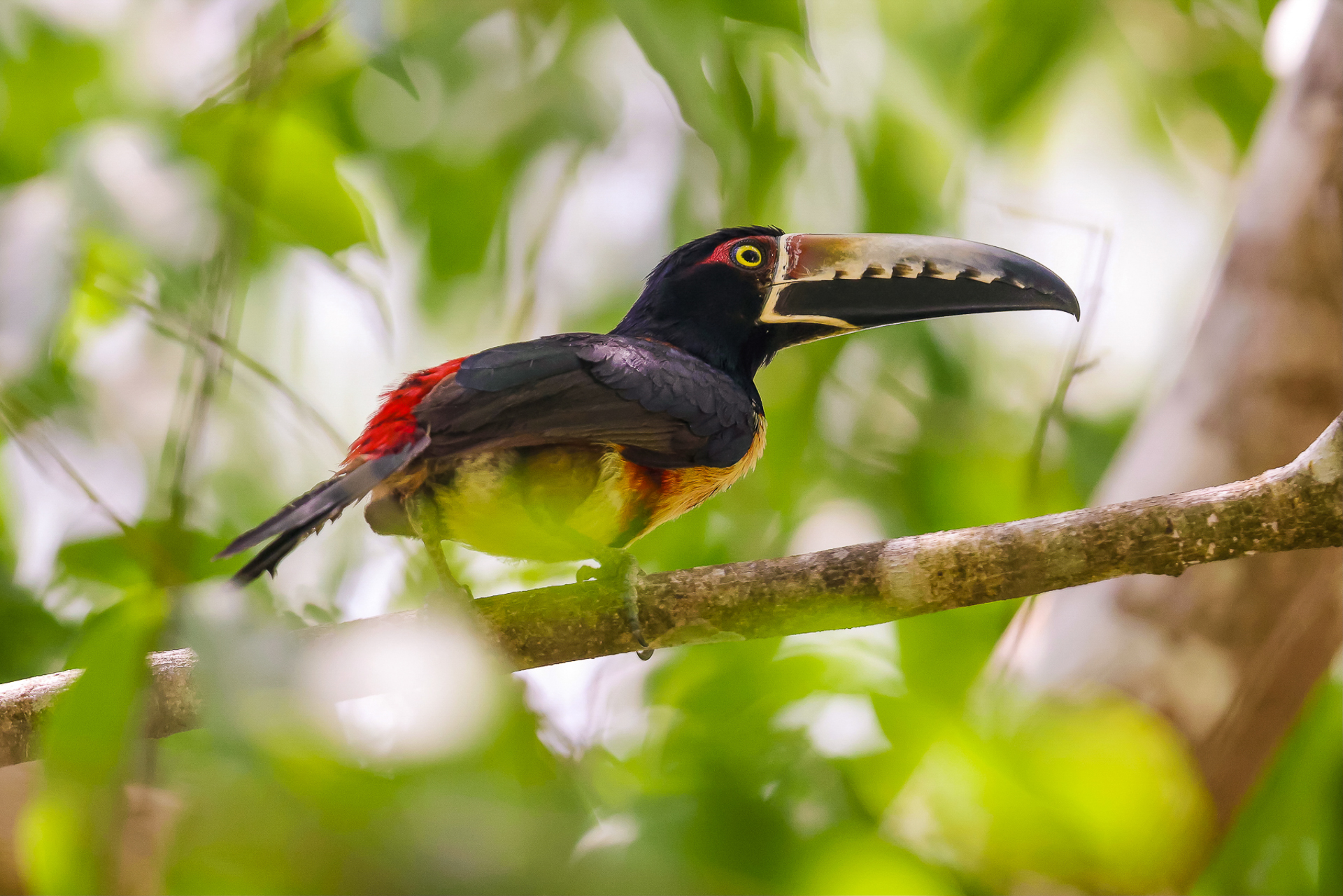 Collared aracari perched on a tropical tree branch at The Lodge at Chaa Creek in Belize rainforest.