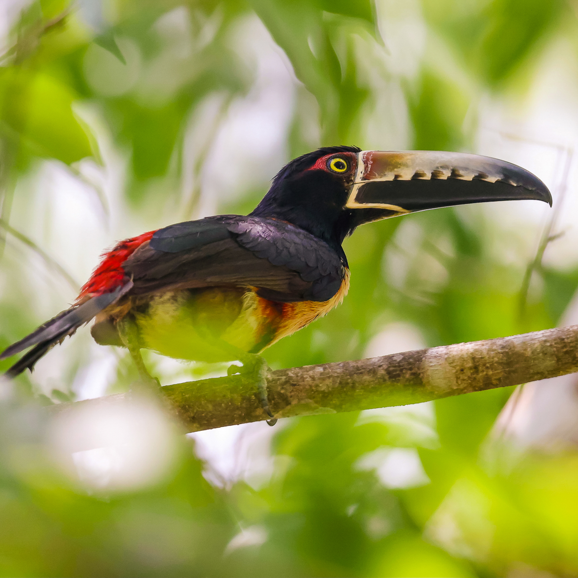 Belize Birds Chaa Creek