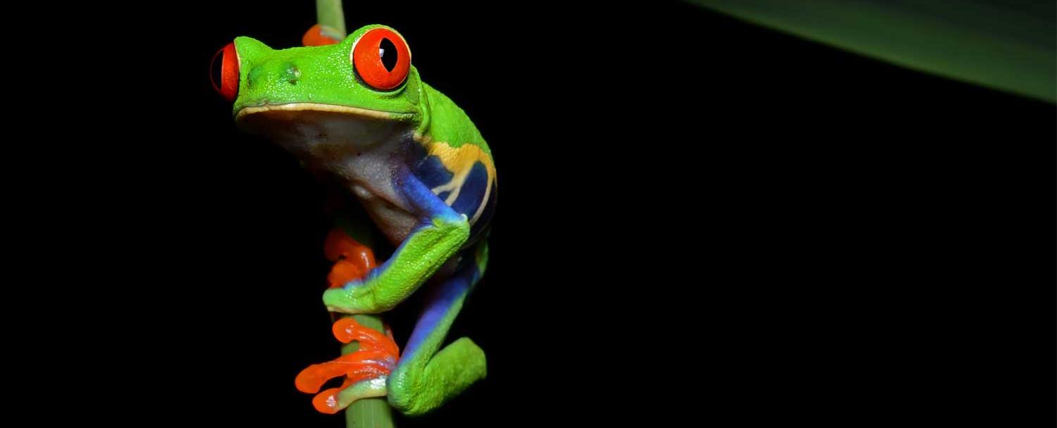 chaa_creek_creatures_of_night_tour_1