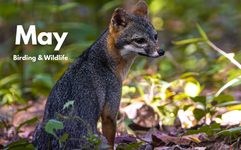Wildlife and May Belize
